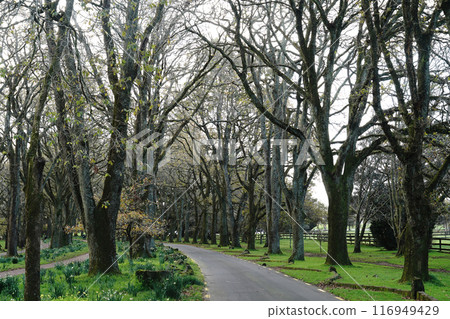 Auckland's Cornwall Park in winter 116949429