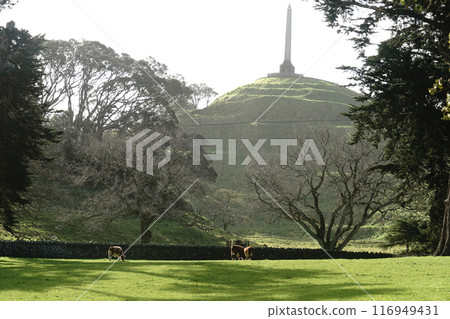 Auckland's Cornwall Park in winter 116949431
