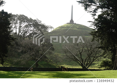 Auckland's Cornwall Park in winter Auckland's Cornwall Park in winter 116949432