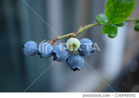 藍莓果實、樹枝和葉子 藍莓果實、樹枝和葉子 116949592