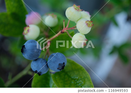 成熟與未成熟的藍莓 116949593