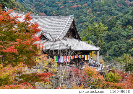 [Nara] Hasedera Temple in Autumn_Autumn leaves and the main hall [Temple of Flowers] 116949638