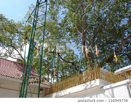 The 2,300-year-old Sri Maha Bodhi tree in the ancient capital of Sri Lanka, Anuradhapura, is the oldest planted tree in the world. 116949736