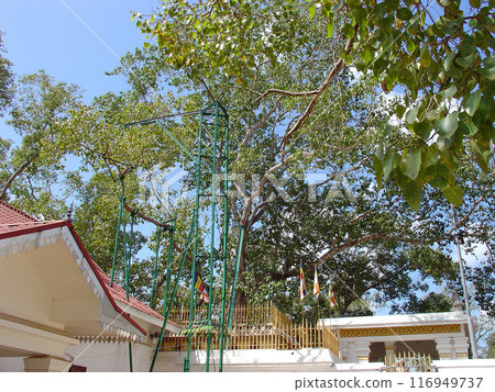 The Sri Maha Bodhi tree in the ancient capital of Anuradhapura, Sri Lanka, is a sacred tree brought from Bodh Gaya, where Buddha attained enlightenment. 116949737