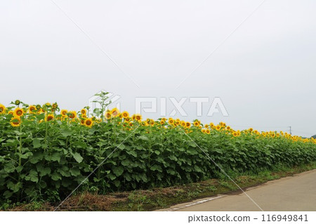 夏天的向日葵田裡開滿了向日葵 116949841