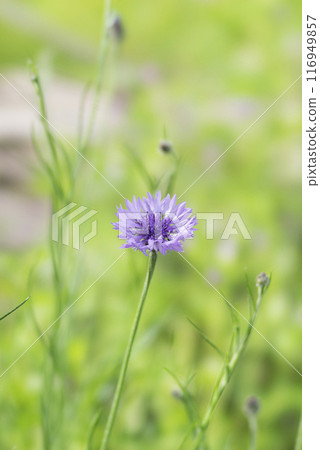 Cornflower flowers blooming in the spring field Cornflower flowers blooming in the spring field 116949857