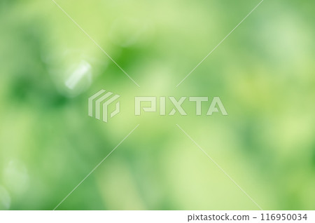 Green natural natural defocus background. Defocus light green. Green natural natural defocus background. Defocus light green. 116950034