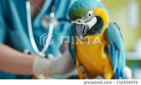 Veterinarian Examining Parrot - Bird Care in Veterinary Clinic 116950059