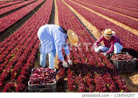 Two women gardeners harvesting red lettuce on field 116950207