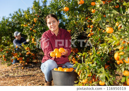 Happy female farmer near branches of tangerine tree with mandarins, picking fruits during harvesting season 116950319