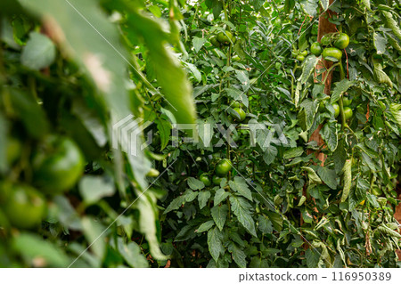 Green unripe tomatoes on bushes in hothouse Green unripe tomatoes on bushes in hothouse 116950389