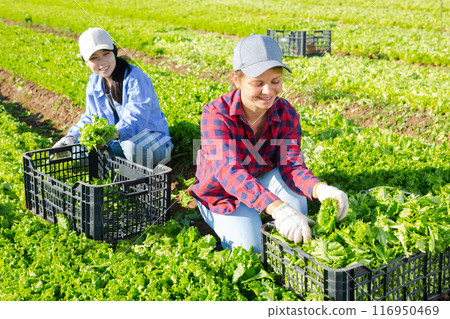 Two female plantation workers picking fresh lettuce Two female plantation workers picking fresh lettuce 116950469