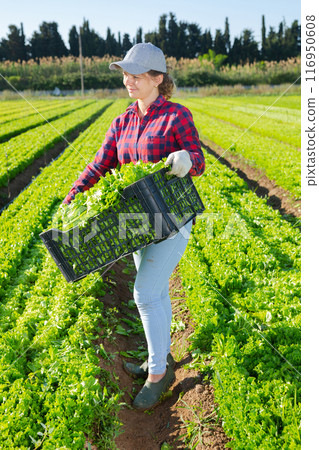 Portrait of woman farmer holding crate with lettuce in farm Portrait of woman farmer holding crate with lettuce in farm 116950608