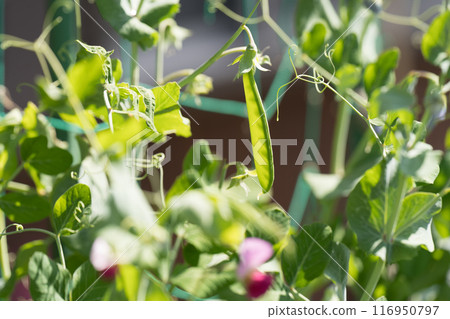 Pea and flowers Pea and flowers 116950797