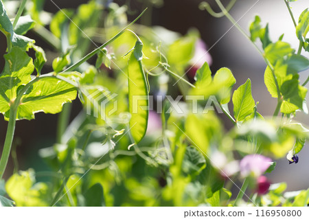 豌豆和鮮花 116950800