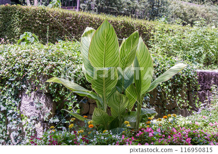 Canna leaf sculpture shining in semi-transmitted light [Beautiful veins] 116950815