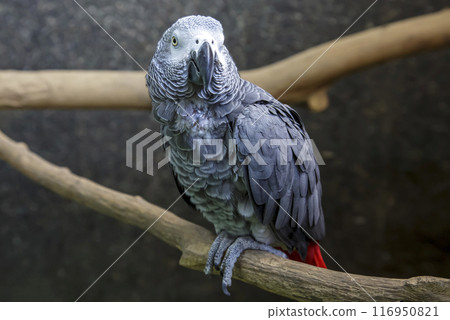 優雅的鸚鵡鳥的外觀形象【鸚鵡家族】 優雅的鸚鵡鳥的外觀形象【鸚鵡家族】 116950821