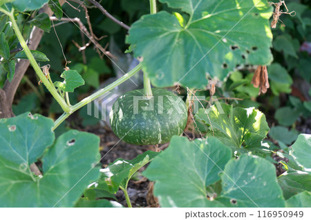 在該字段中的南瓜 116950949