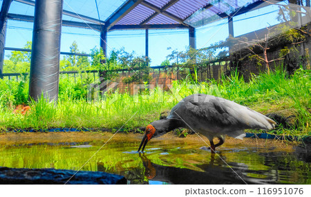 Japanese crested ibis eating food Japanese crested ibis eating food 116951076