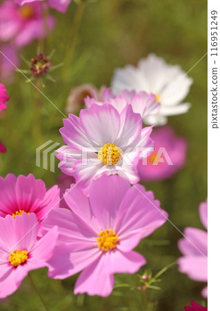 波斯菊盛開在秋天的原野 116951249