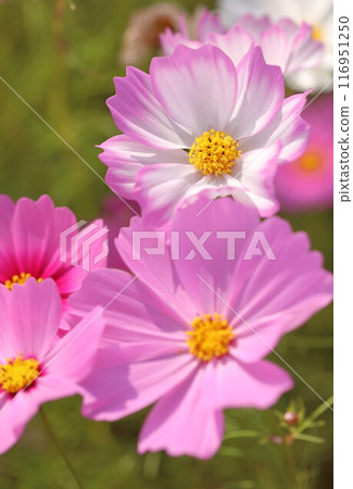 波斯菊盛開在秋天的原野 波斯菊盛開在秋天的原野 116951250