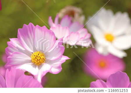 波斯菊盛開在秋天的原野 116951253