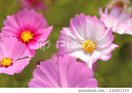 Cosmos flowers blooming in the autumn fields 116951254