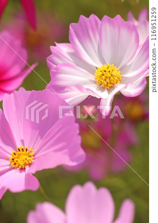 Cosmos flowers blooming in the autumn fields 116951259