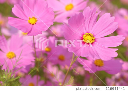 波斯菊盛開在秋天的原野 116951441