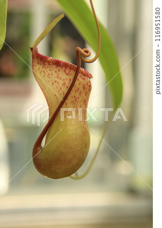 食蟲植物豬籠草(Nepenthes)的外觀 食蟲植物豬籠草(Nepenthes)的外觀 116951580