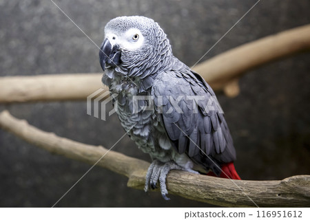 優雅的鸚鵡鳥的外觀形象【鸚鵡家族】 優雅的鸚鵡鳥的外觀形象【鸚鵡家族】 116951612