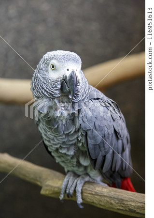 優雅的鸚鵡鳥的外觀形象【鸚鵡家族】 優雅的鸚鵡鳥的外觀形象【鸚鵡家族】 116951613