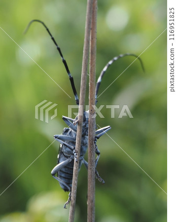The ventral side of a longhorn beetle resting on a stem The ventral side of a longhorn beetle resting on a stem 116951825
