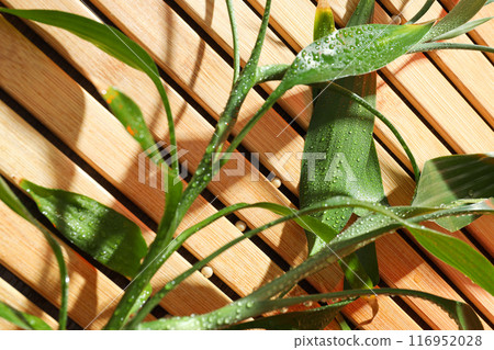 Green flowerpot leaves with dew drops close-up Green flowerpot leaves with dew drops close-up 116952028