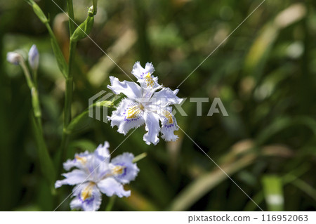 Iris japonica flowers growing in clusters in slightly damp places [Iridaceae, Iris genus] 116952063