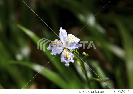 Iris japonica flowers growing in clusters in slightly damp places [Iridaceae, Iris genus] 116952065