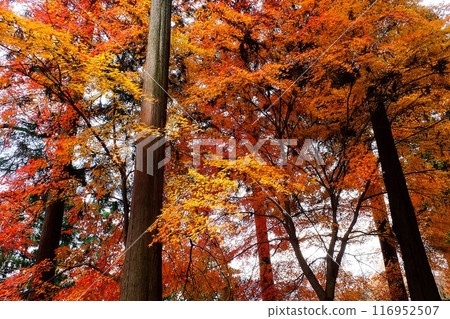 楓葉的秋葉 [相模原市津久井 12月] 116952507