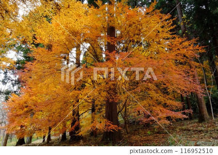 杉林的楓葉[12月相模原市築井] 116952510
