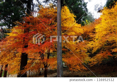 Maple leaves along the walking path in December Maple leaves along the walking path in December 116952512
