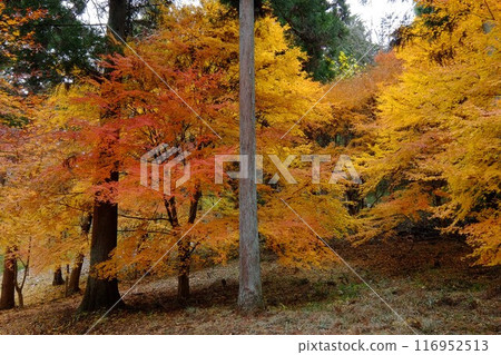 雪松林中的秋天楓葉[相模原市津久井，12月] 116952513