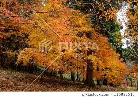 Autumn leaves of maples shining in the cedar forest [Tsukui, Sagamihara City, December] 116952515