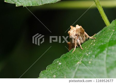 森林綠葉與逆戟鯨頭像(自然光、頻閃、微距鏡頭特寫) 森林綠葉與逆戟鯨頭像(自然光、頻閃、微距鏡頭特寫) 116952677