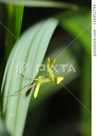 A young, wingless praying mantis practices hunting on a silver grass leaf (natural light & strobe macro lens close-up) A young, wingless praying mantis practices hunting on a silver grass leaf (natural light & strobe macro lens close-up) 116952744