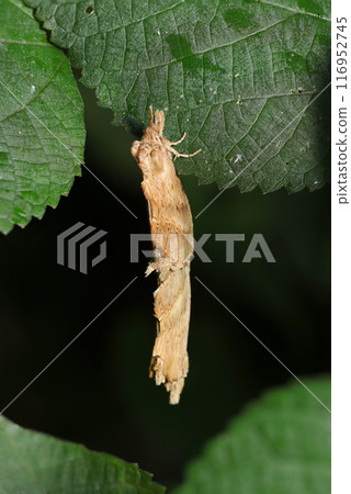 虎鯨蛾的交配(上雌性,深色背景,自然光和閃光燈,微距鏡頭特寫) 虎鯨蛾的交配(上雌性,深色背景,自然光和閃光燈,微距鏡頭特寫) 116952745