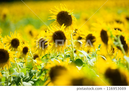 仲夏向日葵 仲夏向日葵 116953089
