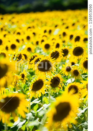 仲夏向日葵 仲夏向日葵 116953090