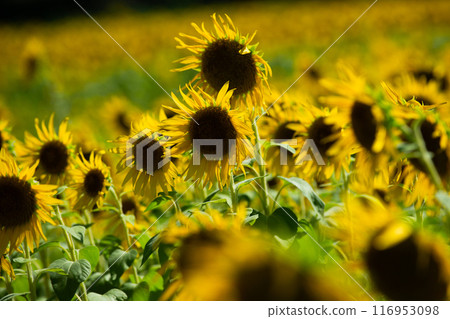 Sunflower field spreading to one side 116953098