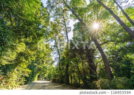 日本寒川城市景觀，相模國一宮寒川神社。美麗的綠色植物和光線... = 2020 年 7 月 21 日 116953594