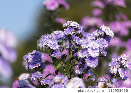 Purple Pastel margaret flower floral soft nature blossom blurred background. Pastel violet romance bloom spring season. Magenta petals blossom in beautiful garden. Close-up violet floral wildflower Purple Pastel margaret flower floral soft nature blossom blurred background. Pastel violet romance bloom spring season. Magenta petals blossom in beautiful garden. Close-up violet floral wildflower 116953686