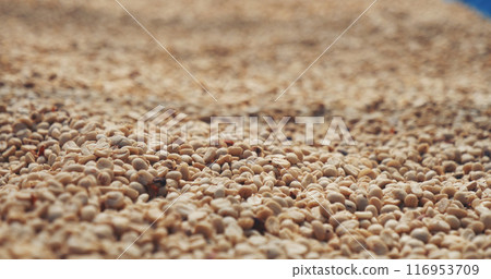 Raw coffee beans heap dry green seed unroasted grain in eco farm. Aroma espresso farm plant coffee bean agriculture objects. Sun dried Freshness Arabica processing harvest black coffee Raw coffee beans heap dry green seed unroasted grain in eco farm. Aroma espresso farm plant coffee bean agriculture objects. Sun dried Freshness Arabica processing harvest black coffee 116953709